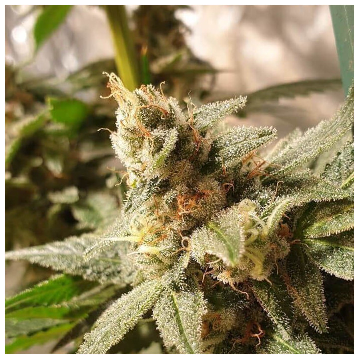 Gala CBD (R-Kiem Seeds)