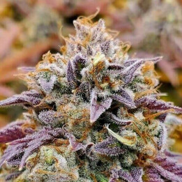 Cumbia (R-Kiem Seeds)