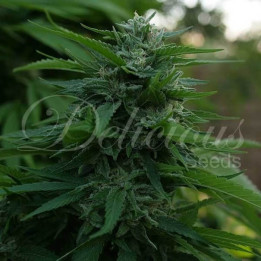 Lord Kush (Delicious Seeds)