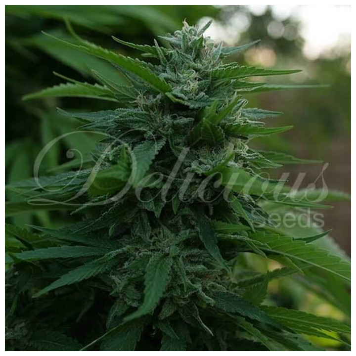 Lord Kush (Delicious Seeds)