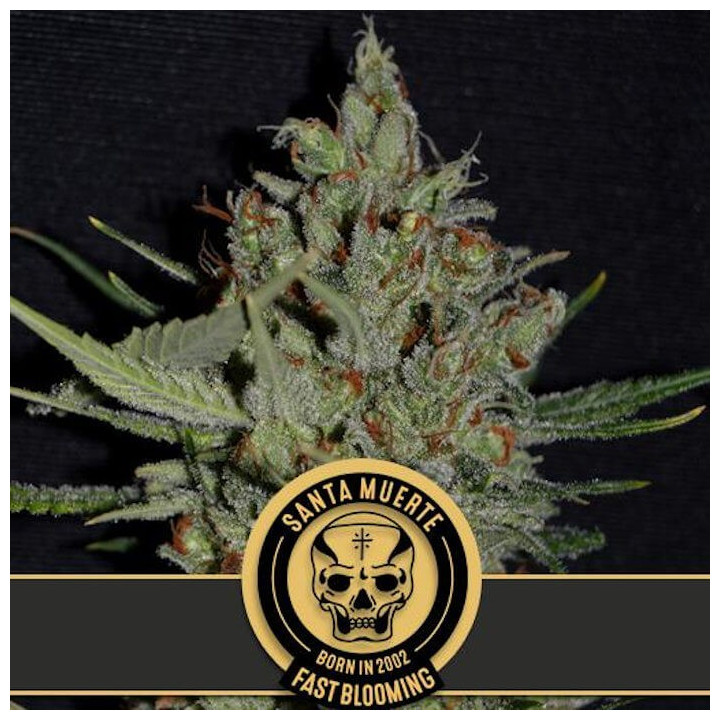 Santa Muerte FBV Fast Version (Blimburn Seeds)