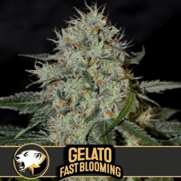Gelato FVB Fast Version (Blimburn Seeds)