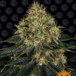 Skywalker OG Auto (Barneys Farm)
