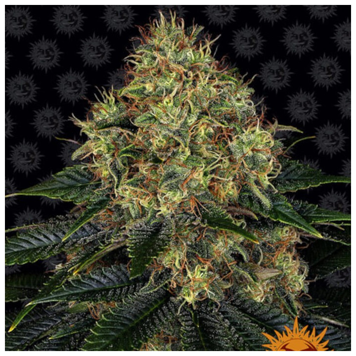 Skywalker OG Auto (Barneys Farm)