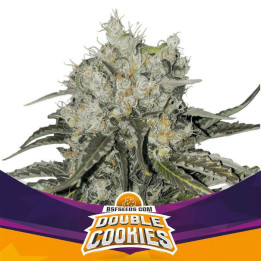 Double Cookies (BSF Seeds)