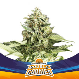Double Cookies Auto (BSF Seeds)