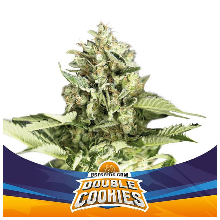 Double Cookies Auto (BSF Seeds)
