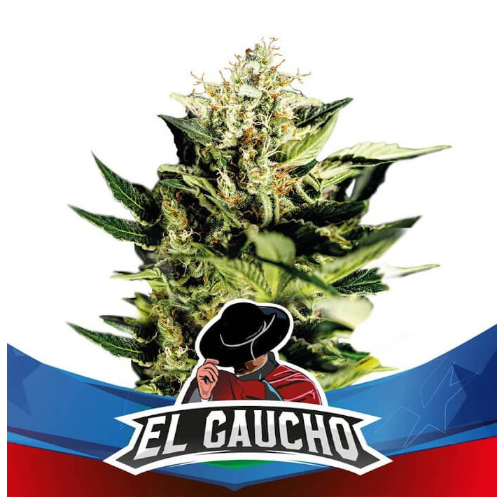 El Gaucho Faster Flowering (BSF Seeds)