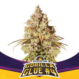Gorilla Glue 4 (BSF Seeds)