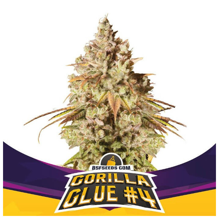 Gorilla Glue 4 (BSF Seeds)