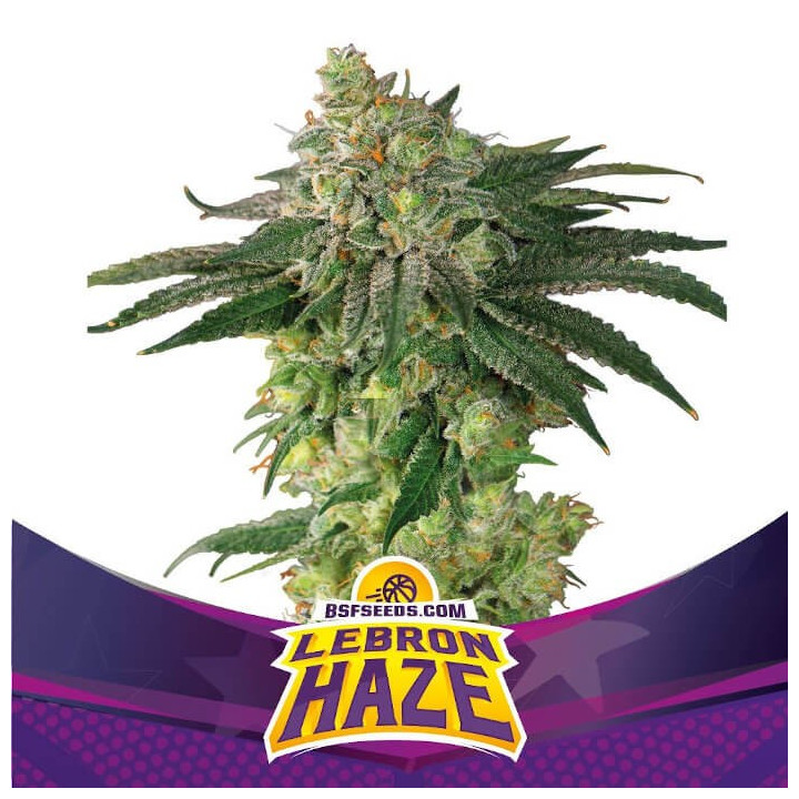 Lebron Haze