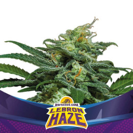 Lebron Haze XXL Auto (BSF SEEDS)
