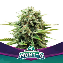 Moby-D (BSF SEEDS)