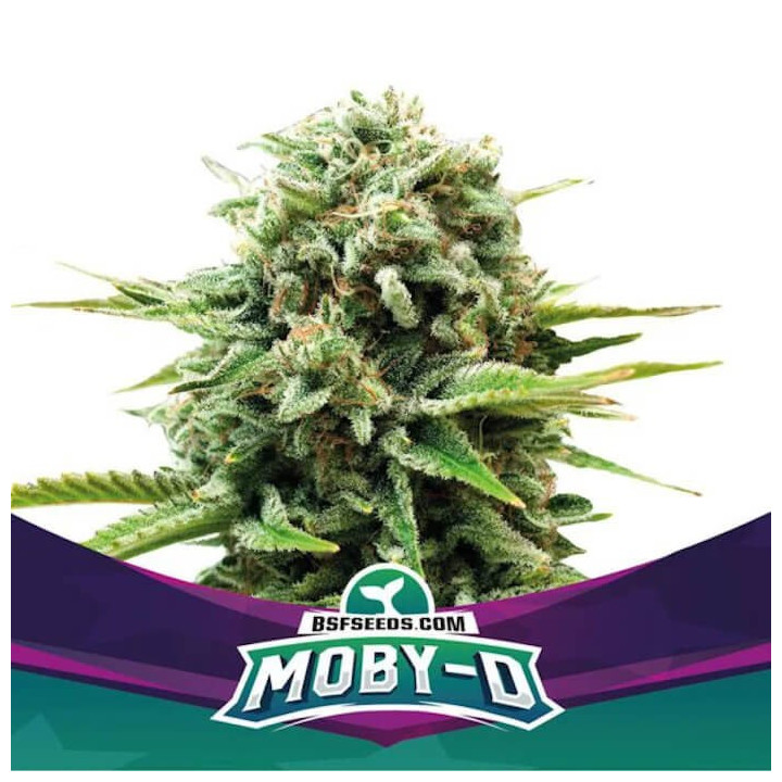 Moby-D (BSF SEEDS)