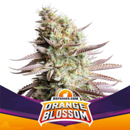 Orange Blossom (BSF SEEDS)