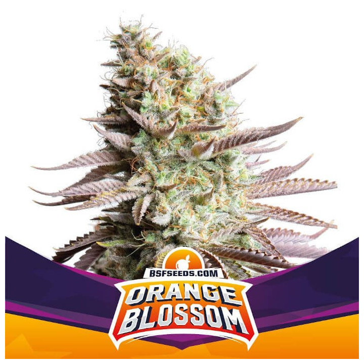 Orange Blossom (BSF SEEDS)