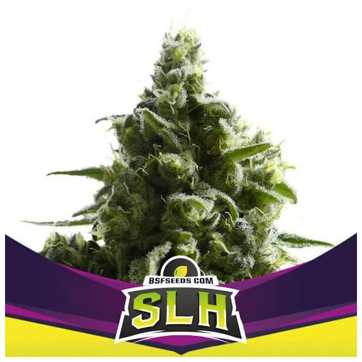 Super Lemon Haze (BSF SEEDS)