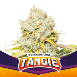 Caribe Regular (Ace Seeds)