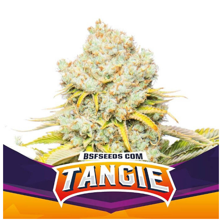 Caribe Regular (Ace Seeds)