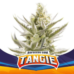 Tangie XXL Auto (BSF Seeds)