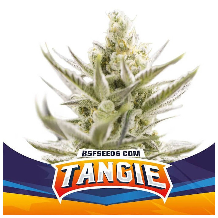 Tangie XXL Auto (BSF Seeds)