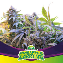 Pineapple Larry Og (BSF Seeds)