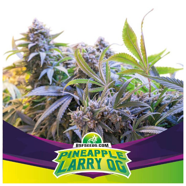 Pineapple Larry Og (BSF Seeds)