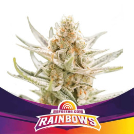 Rainbows (BSF Seeds)