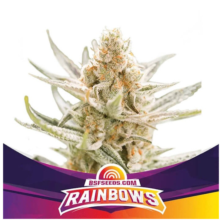 Rainbows (BSF Seeds)