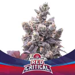 Red Critical Auto (BSF Seeds)