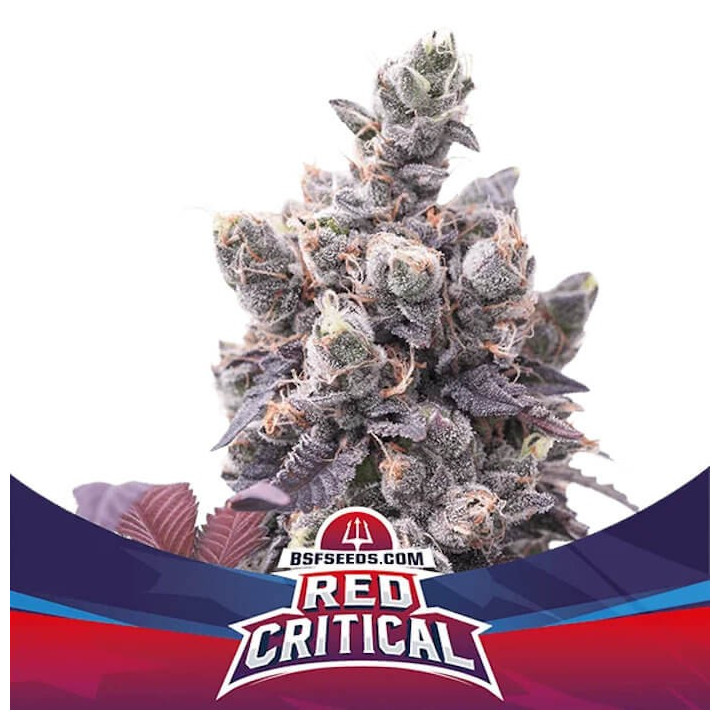Red Critical Auto (BSF Seeds)