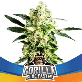 Gorilla Glue Faster Flowering (BSF Seeds)