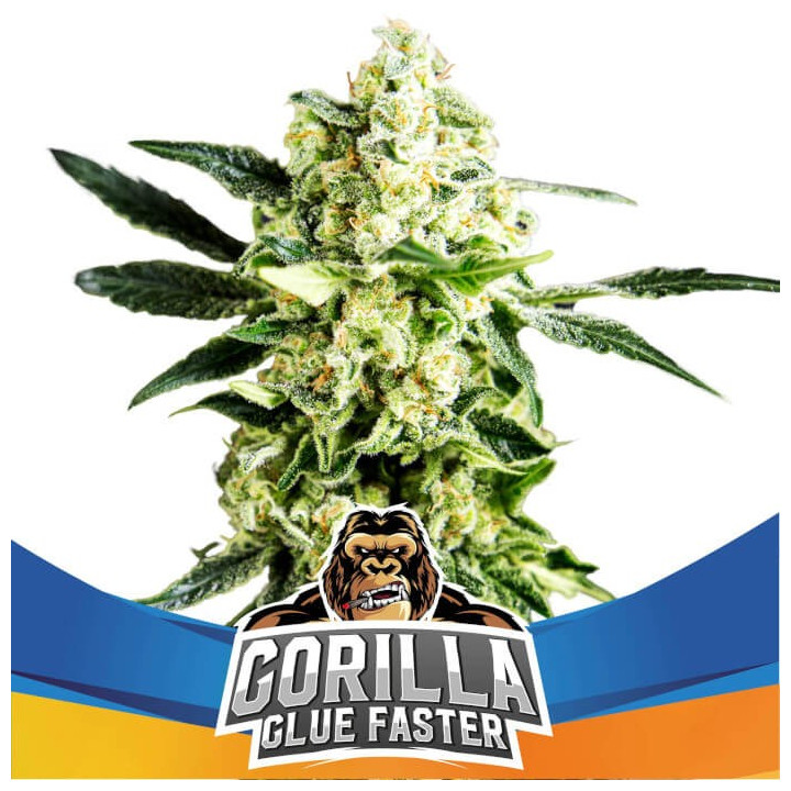 Gorilla Glue Faster Flowering (BSF Seeds)