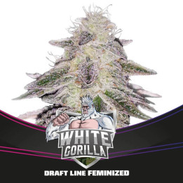 White Gorilla (BSF Seeds)