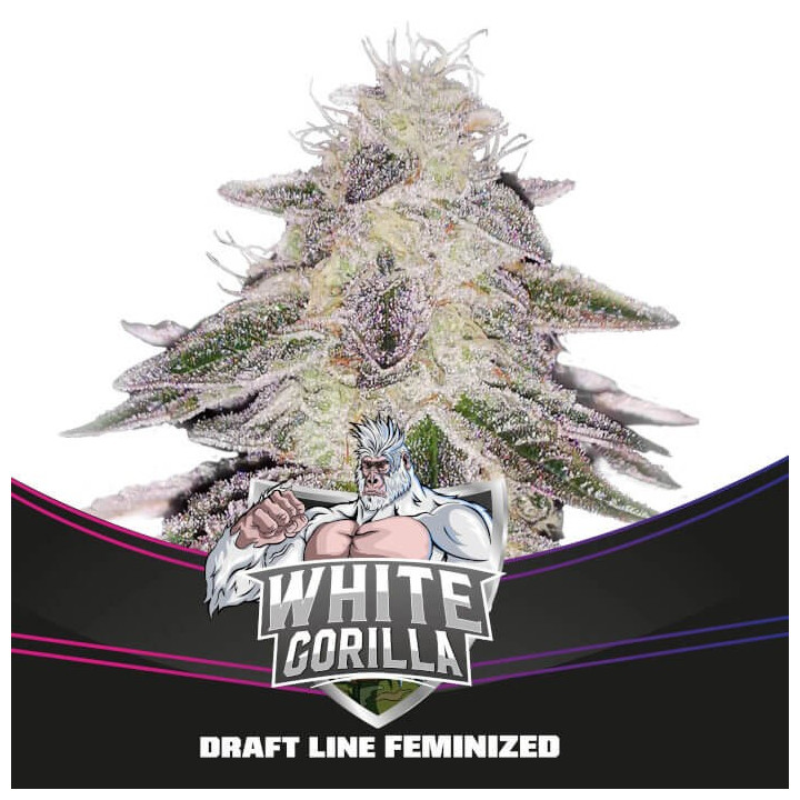 White Gorilla (BSF Seeds)