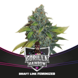 Gorilla Rainbows (BSF Seeds)