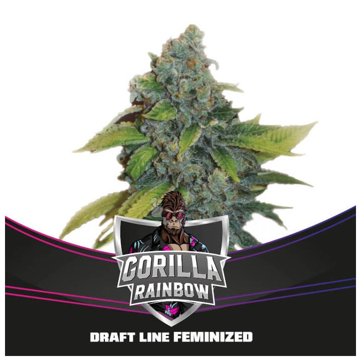 Gorilla Rainbows (BSF Seeds)