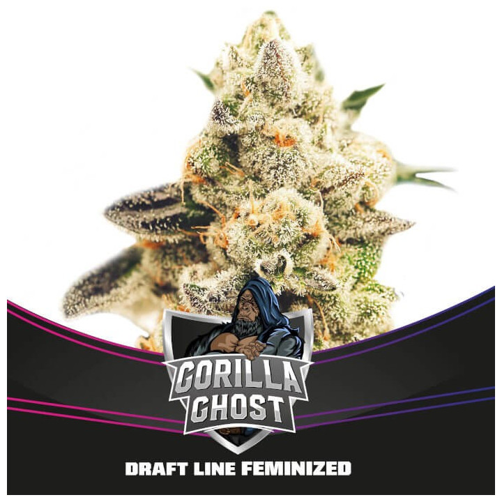 Gorilla Ghost