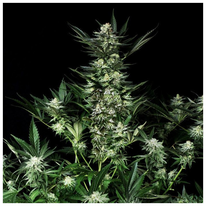 Amazing Auto (Absolute Cannabis Seeds)