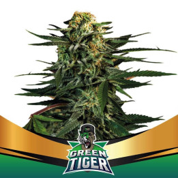 Green Tiger Fast Flowering