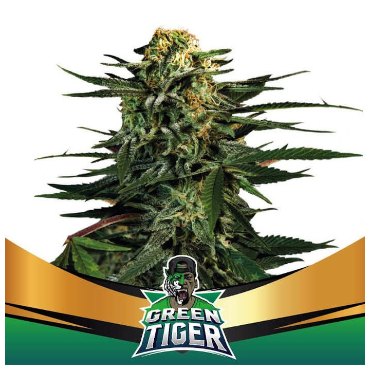 Green Tiger Fast Flowering