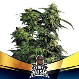 OBG Kush Faster Flowering