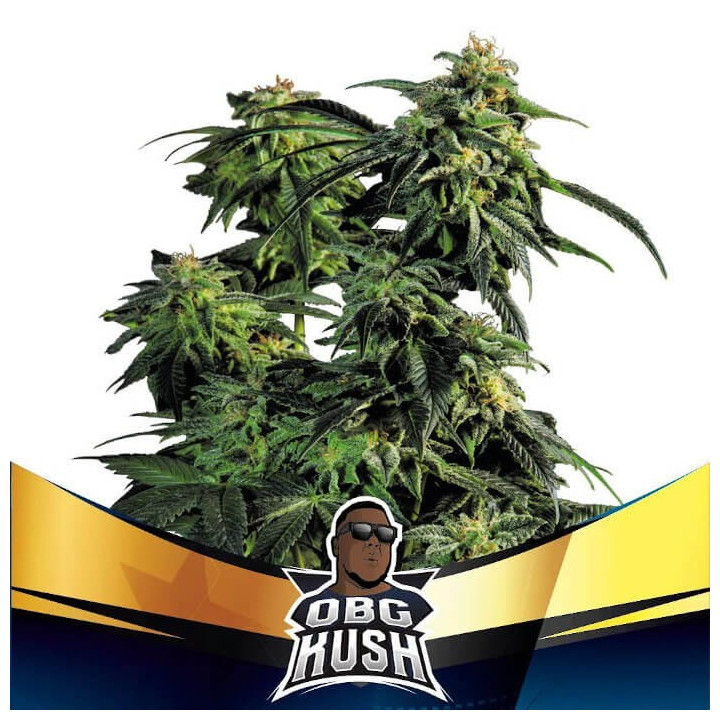 OBG Kush Faster Flowering