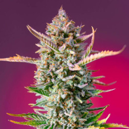 Gorilla Sherbet F1 Fast Version