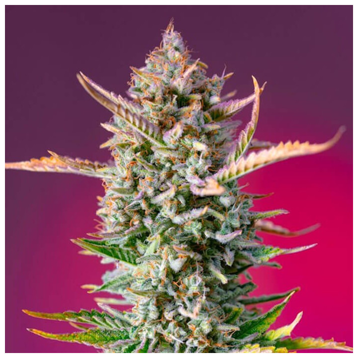 Gorilla Sherbet F1 Fast Version