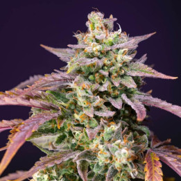 Purple Punch OG XL Auto