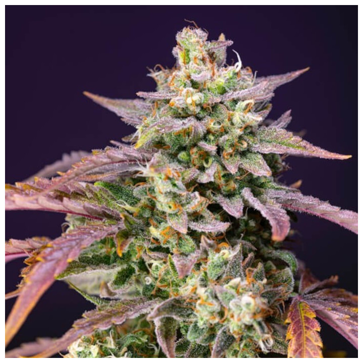 Purple Punch OG XL Auto