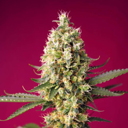 Skywalker OG Runtz XL Auto