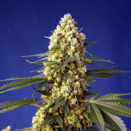 Strawberry Banana Gelato XL Auto