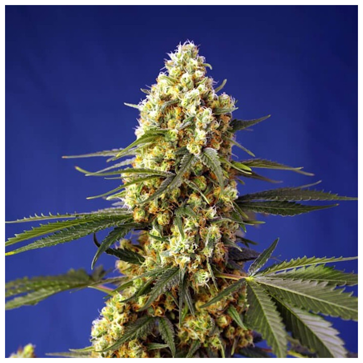 Strawberry Banana Gelato XL Auto